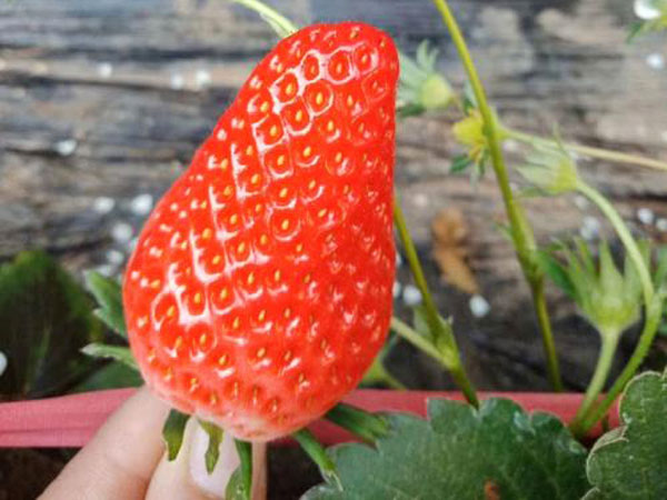 隋珠草莓